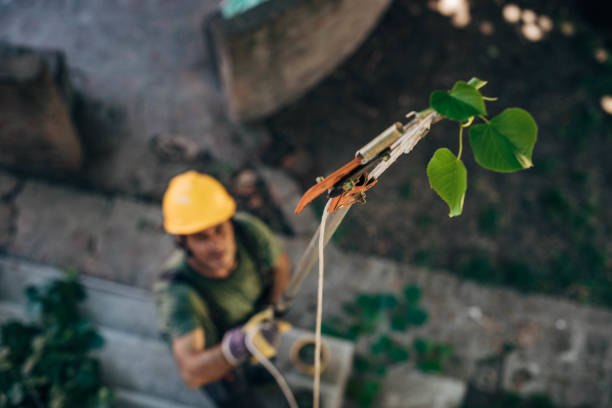 Best Emergency Tree Removal  in Aubrey, TX